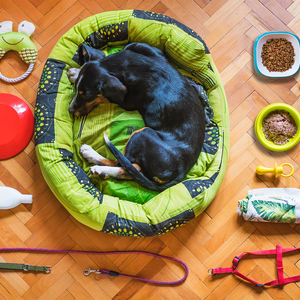 How To Have A Clean House With Pets