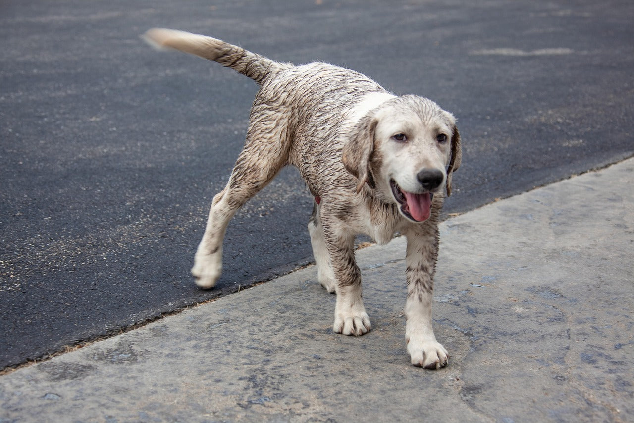 Pawsitively Clean: A Pet-Friendly Home with Charlie's Soap